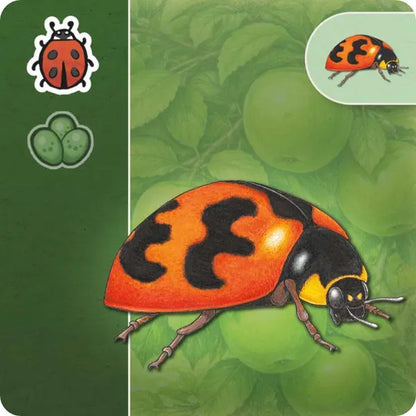 Ladybird